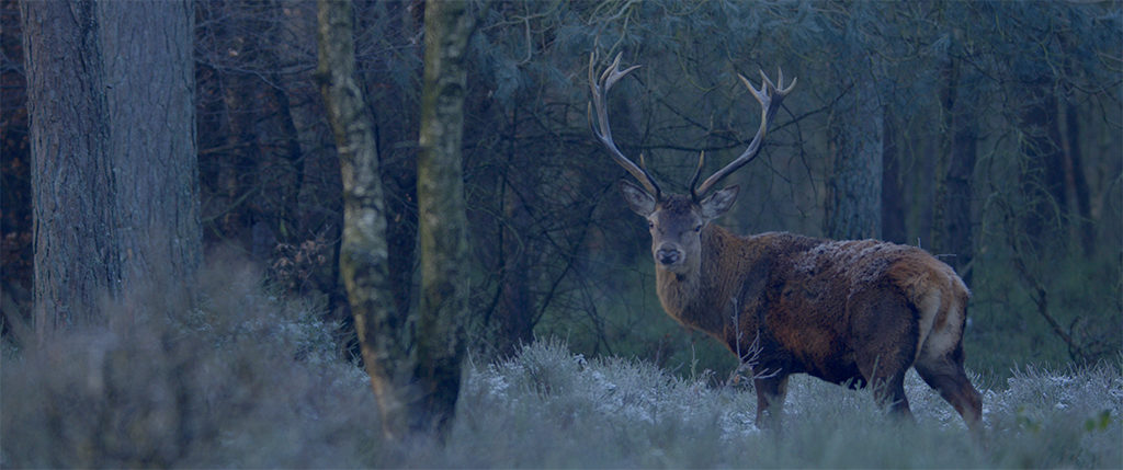 Deer in the Forest - (c) PVPictures